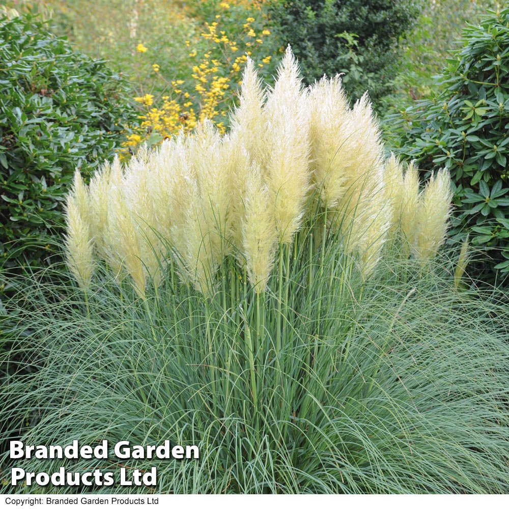 Cortaderia selloana 'White' image