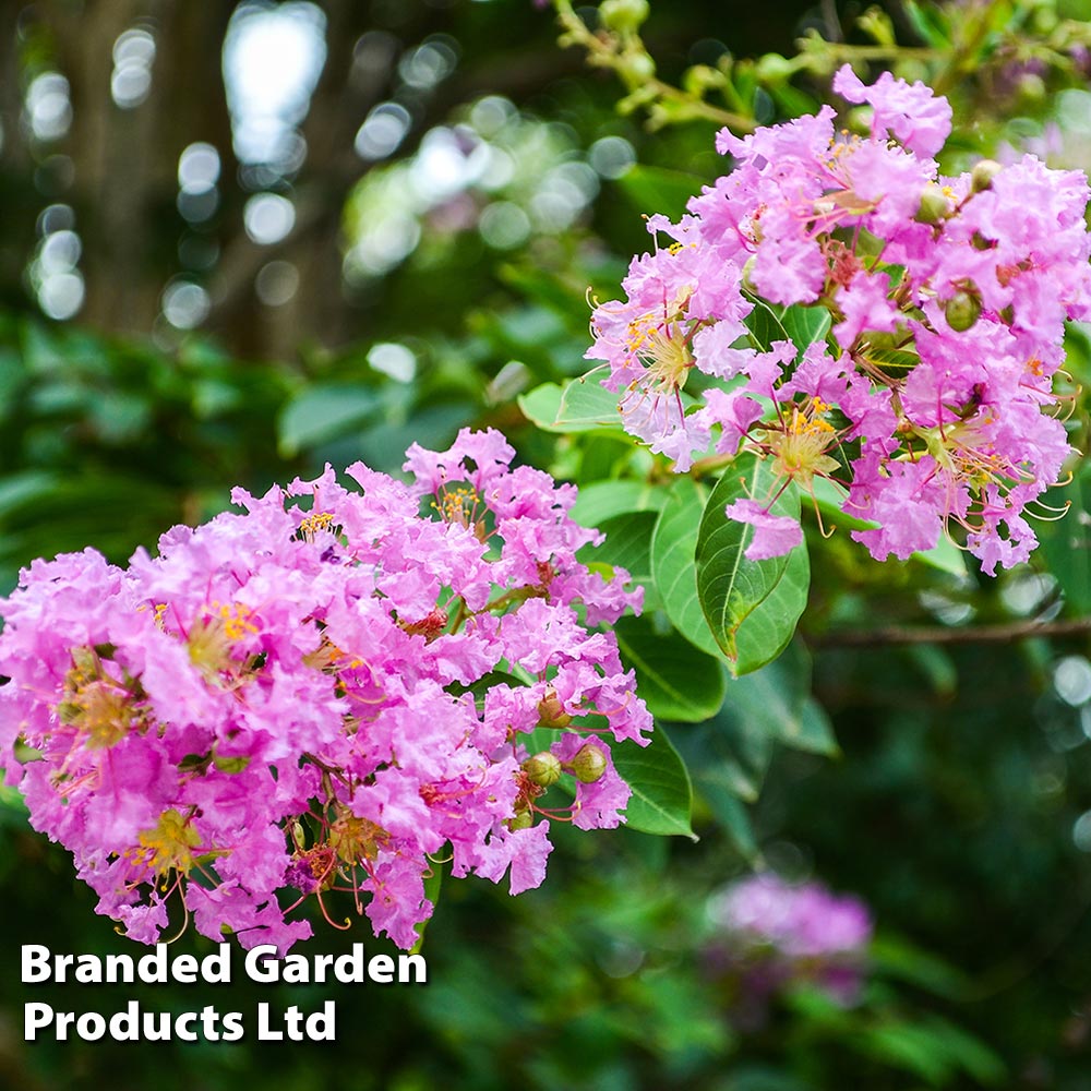 Lagerstroemia indica 'Rhapsody In Pink' image