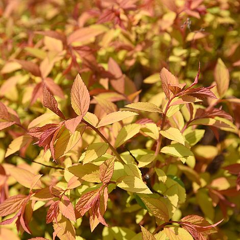 Spiraea japonica 'Golden Princess' image