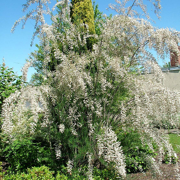 Tamarix ramosissima 'Hulsdonk White' image