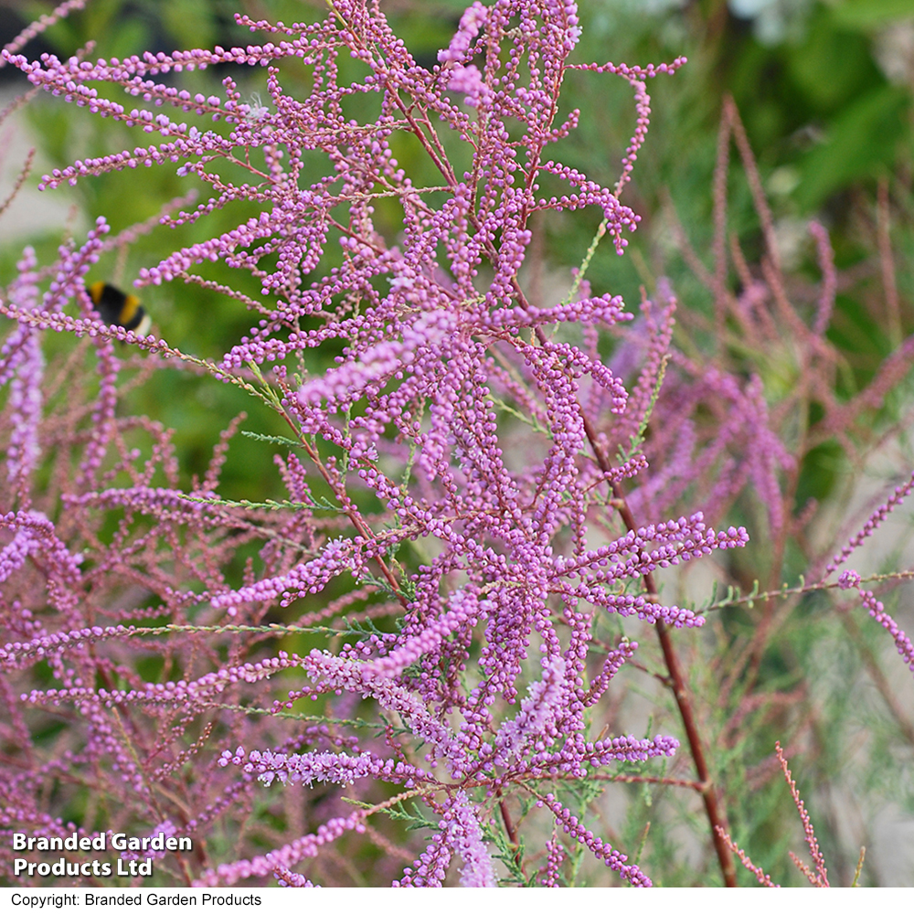 Tamarix ramosissima 'Rubra' image