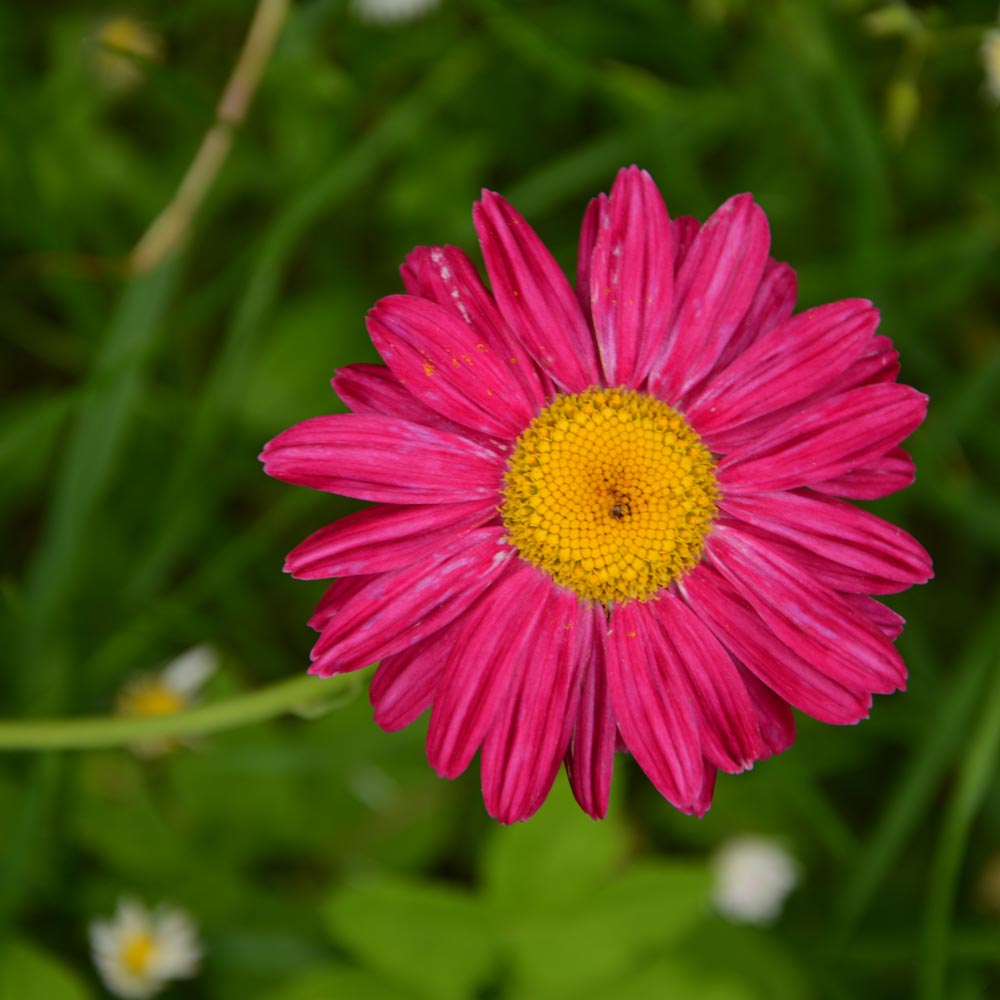 Tanacetum coccineum 'Robinson's Pink' image