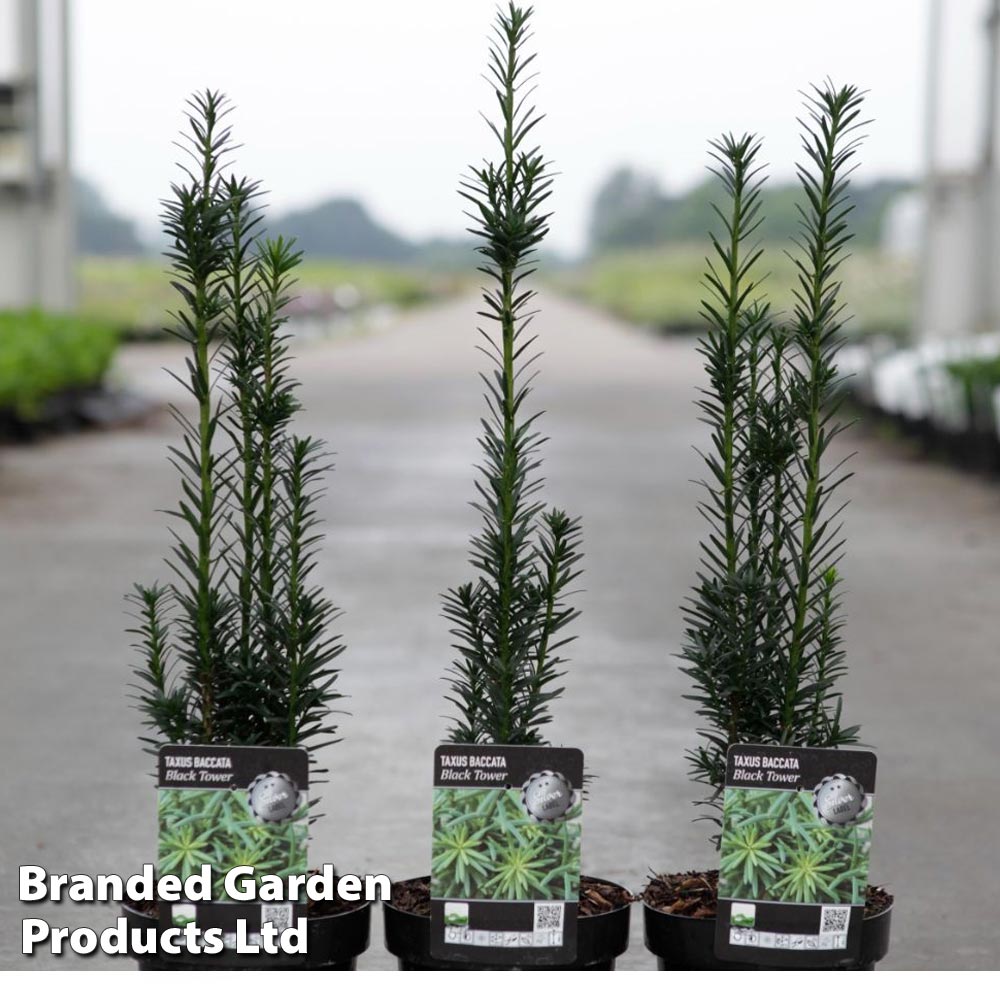 Taxus baccata 'Black Tower' image