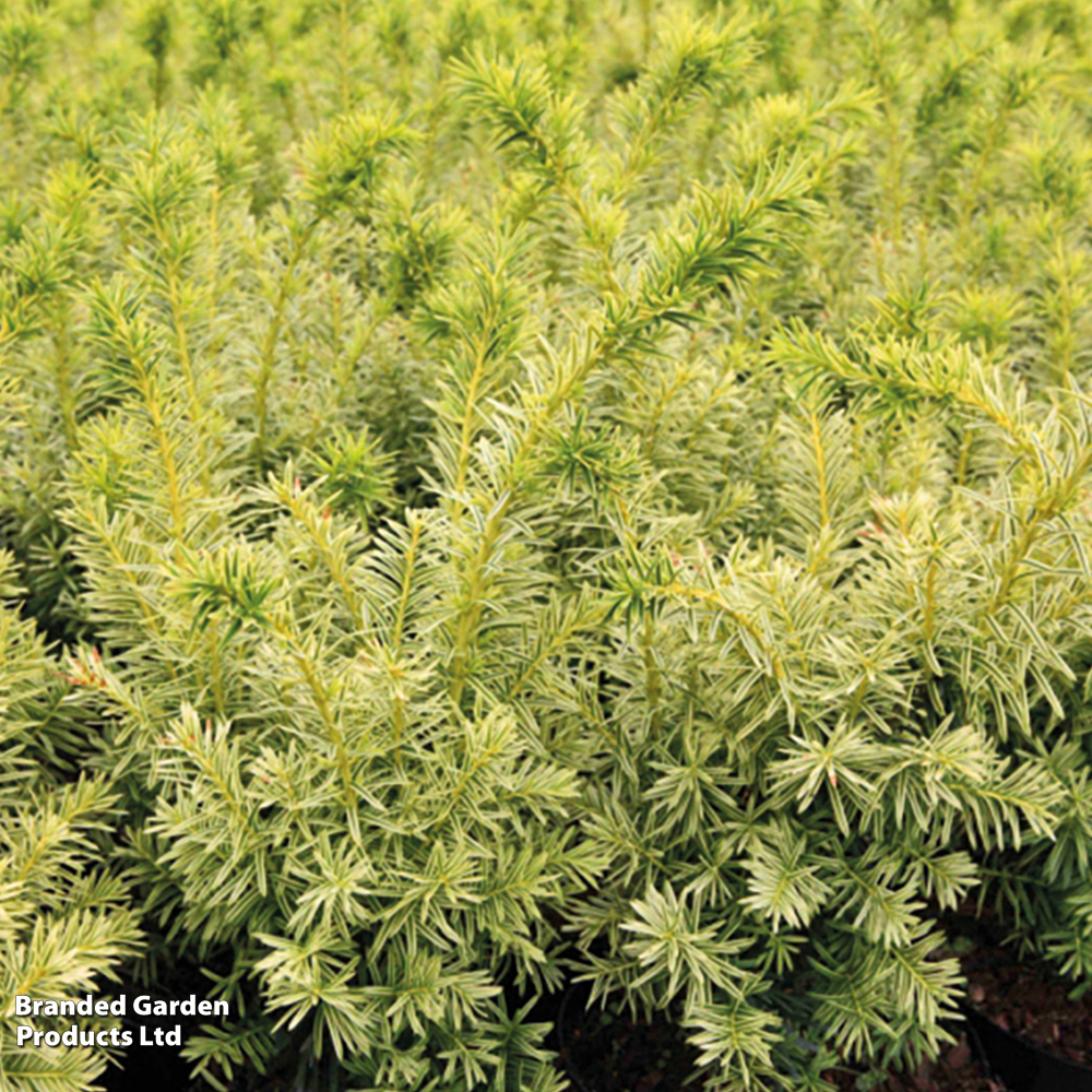 Taxus cuspidata 'Dwarf Bright Gold' image