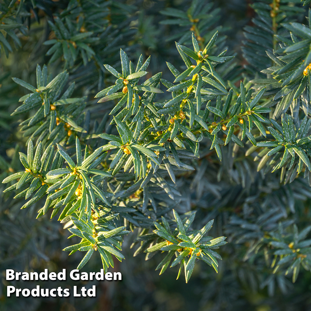 Taxus x media 'Hillii' image