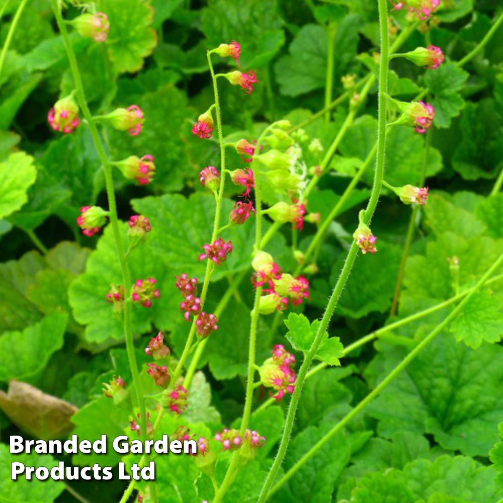 Tellima grandiflora image