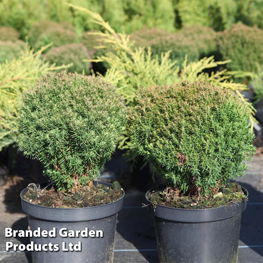 Thuja occidentalis 'Teddy' image