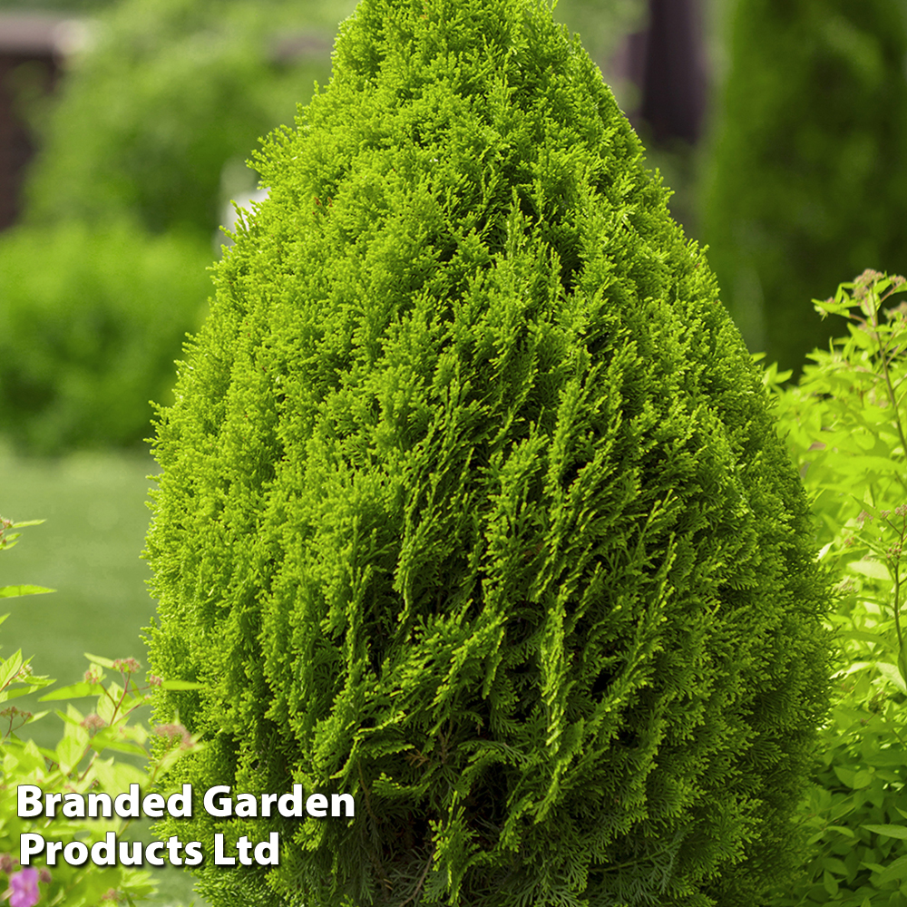 Thuja occidentalis 'Brabant' image