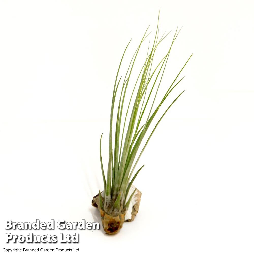 Tillandsia juncea image