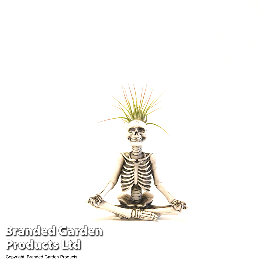 Yoga Skeleton Air Plants are Back at Trader Joe's & They're Only $6.99