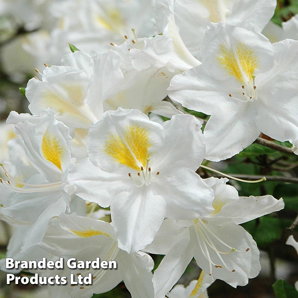 Rhododendron 'Persil' (Azalea Group) image