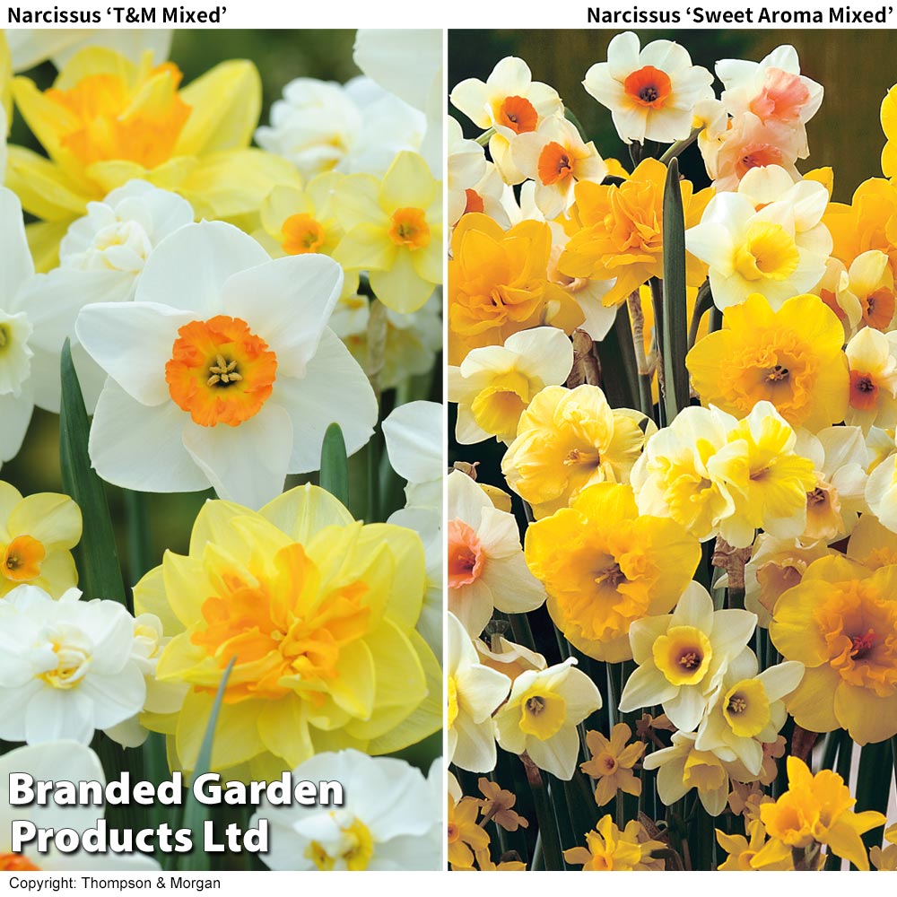 Narcissus Duo image