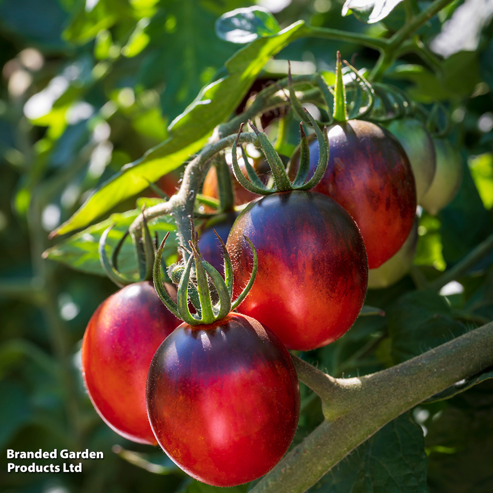 Tomato 'Black Moon' F1 - Seeds image