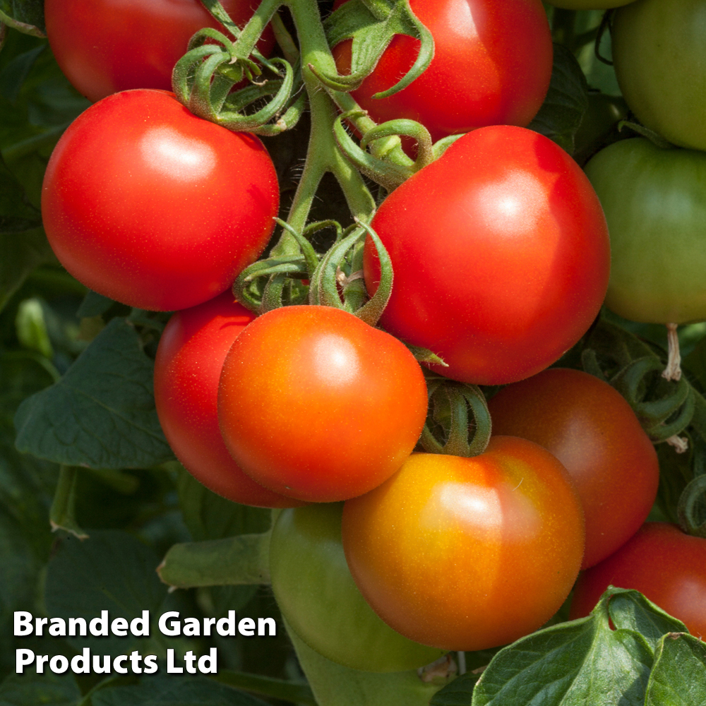 Tomato 'Cocktail Crush' (Grafted) image