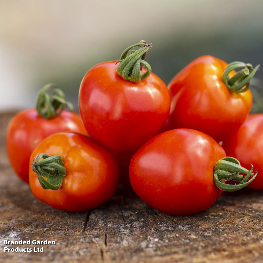 Tomato 'Fraise' - Seeds image