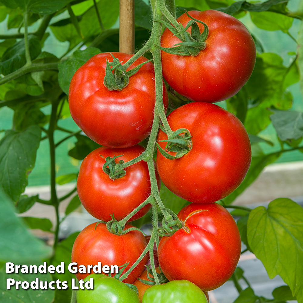 Tomato 'Red Bodyguard' F1 - Seeds image