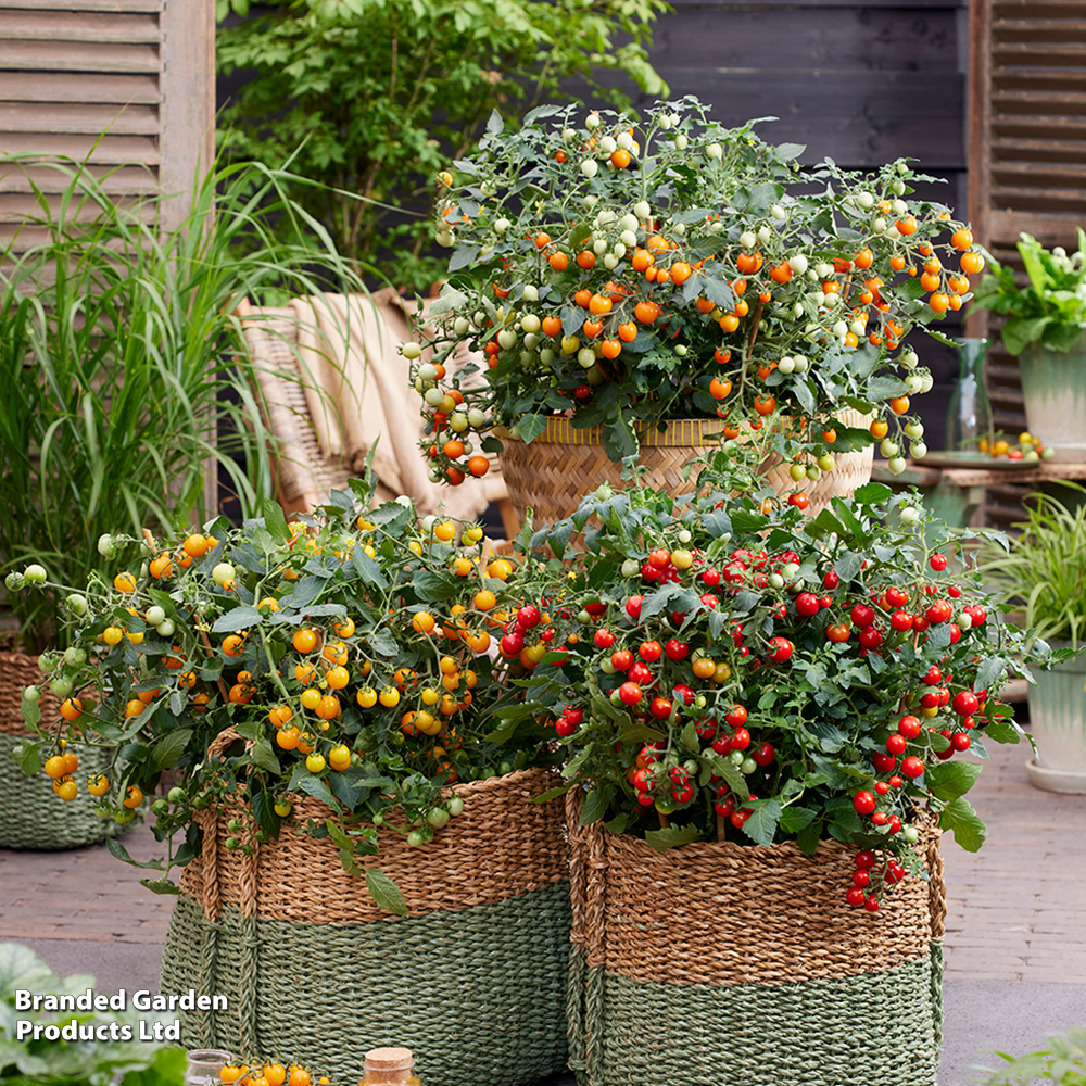 Tomato 'Tiny Temptations Mixed'  - Seeds image