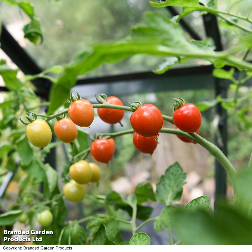 Tomato 'Toddler' F1 - Seeds image