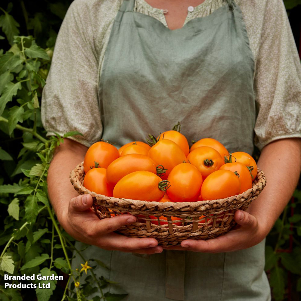 Tomato 'Vivacious' F1 - Seeds image