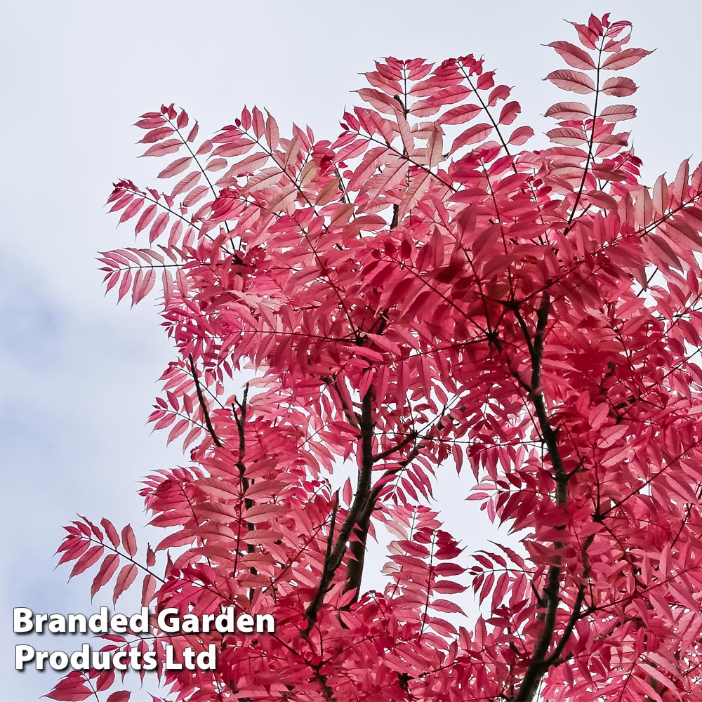 Toona sinensis 'Flamingo' image