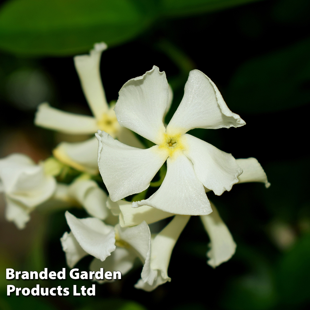 Trachelospermum jasminoides 'Variegatum' image