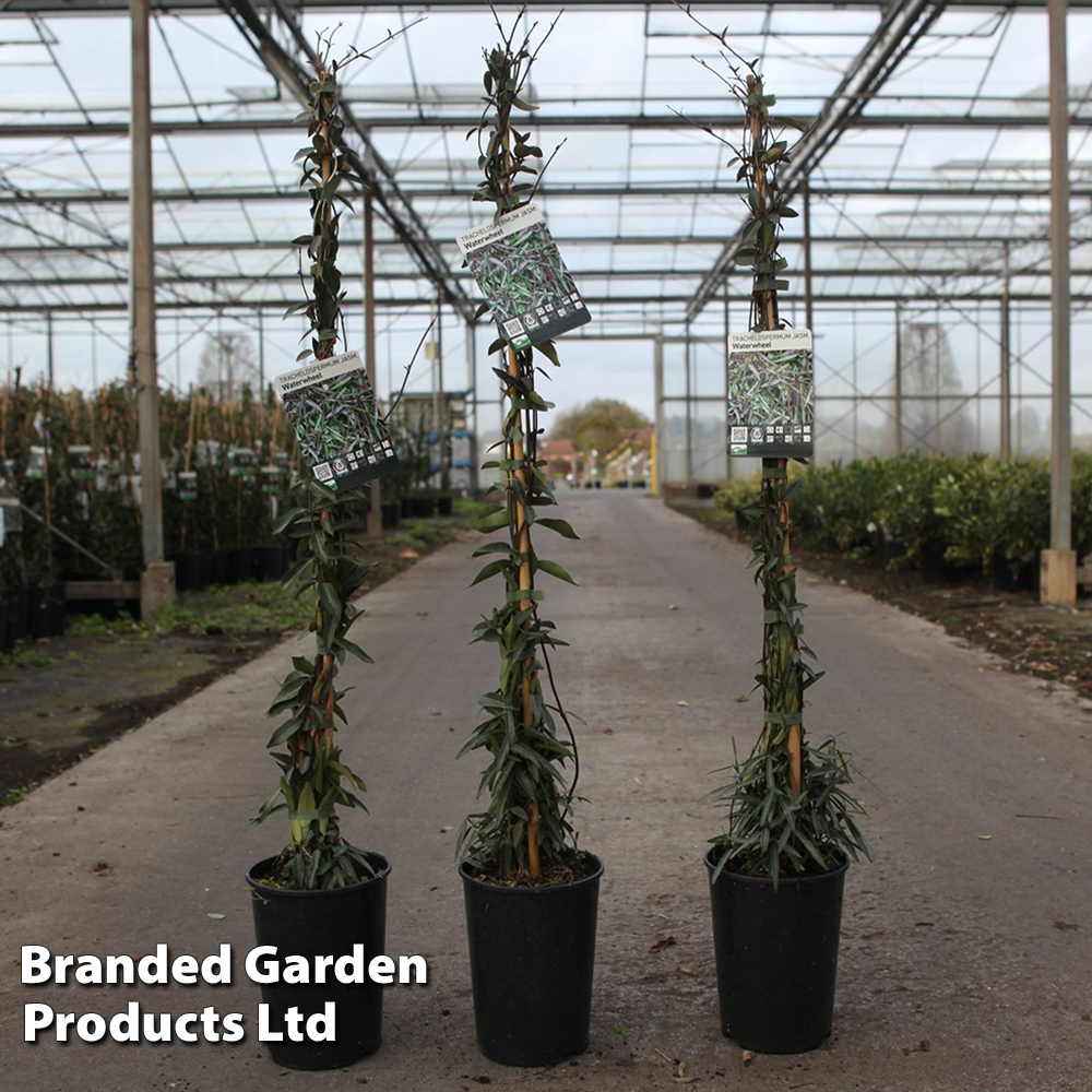 Trachelospermum jasminoides 'Waterwheel' image