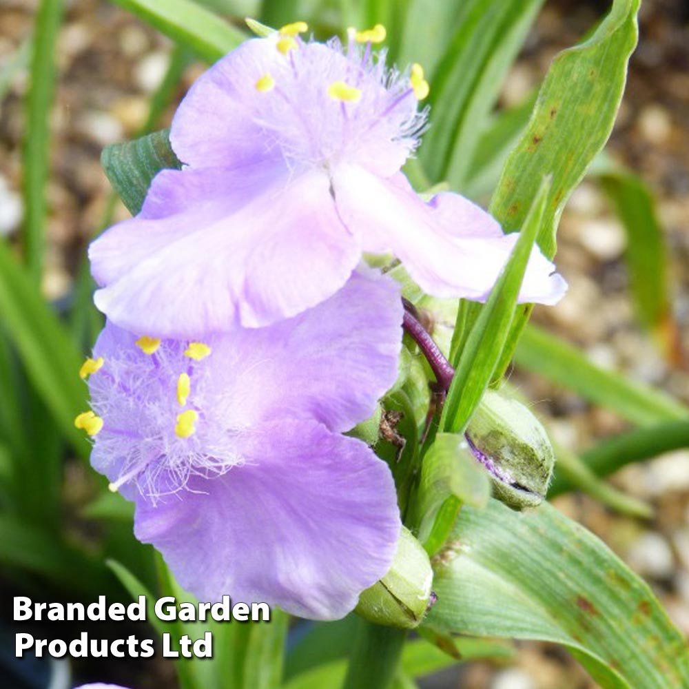 Tradescantia 'Charlotte' image