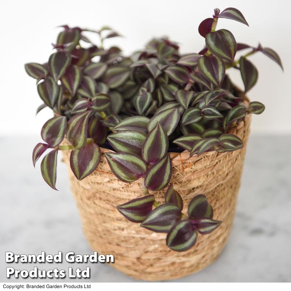 Tradescantia Purple Passion image