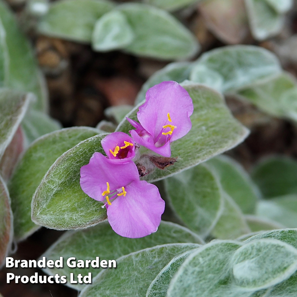 Tradescantia rubra image