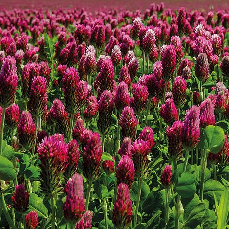 Red Clover (Green Manure) (Organic) - Seeds image