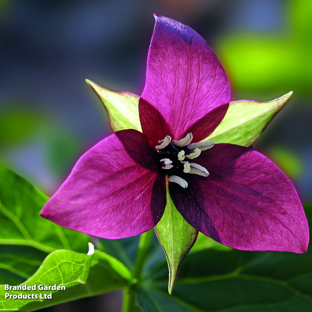 Trillium erectum image