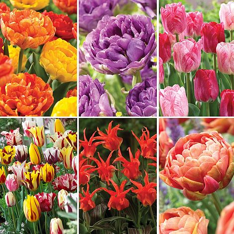 Nurserymans Choice Tulips image