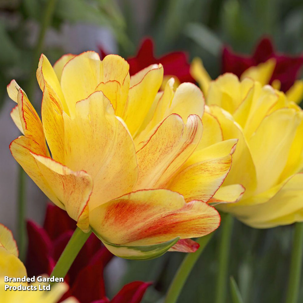 Tulip 'Akebono' image