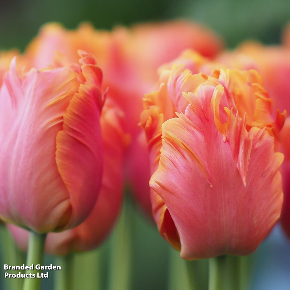 Tulip 'Amazing Parrot' image