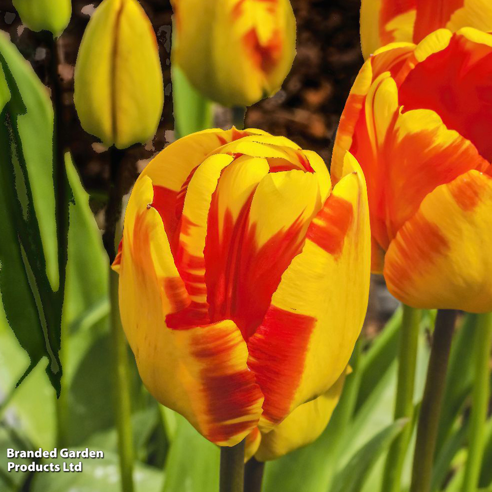 Tulip 'Banja Luka' image