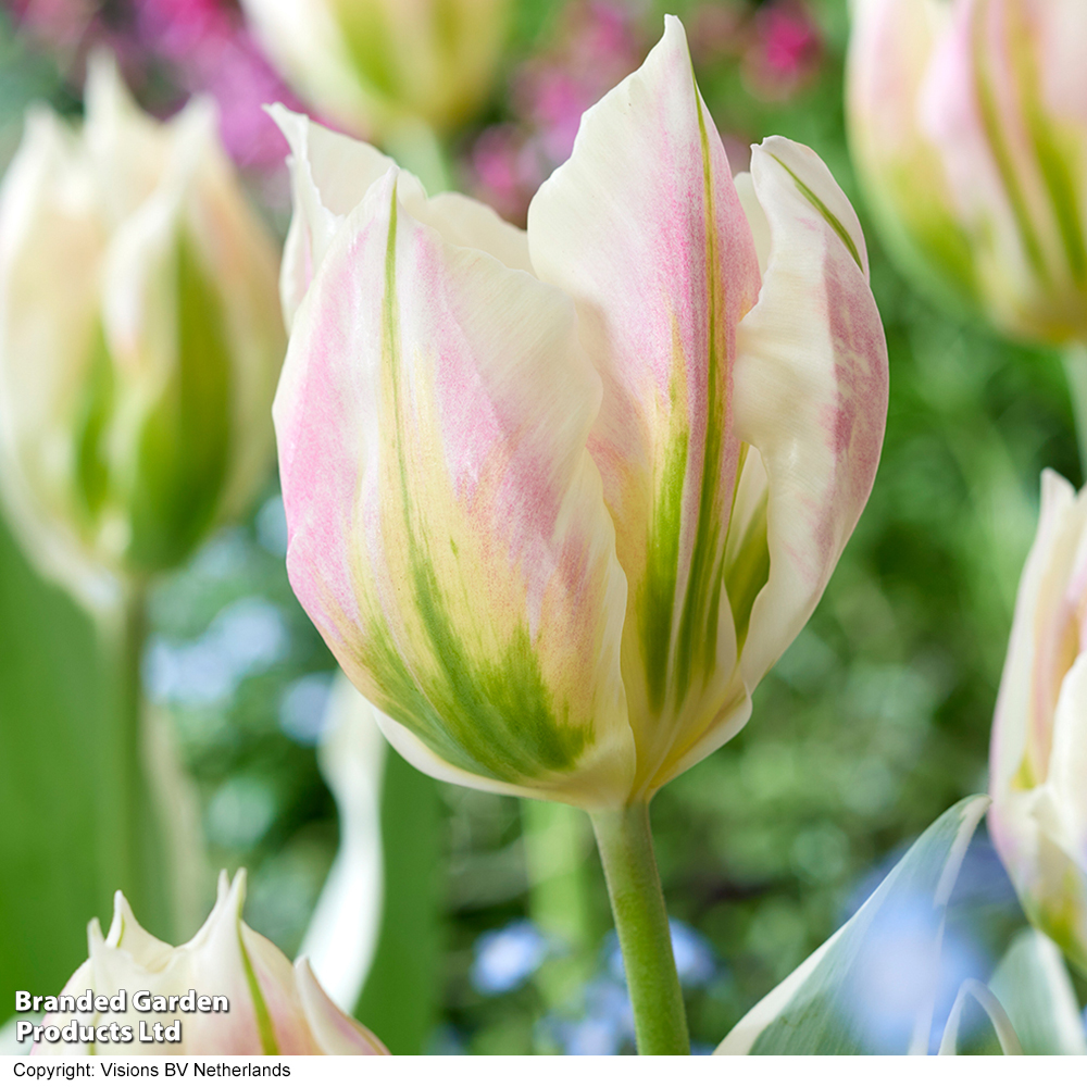 Tulip 'Blushing Artist' image