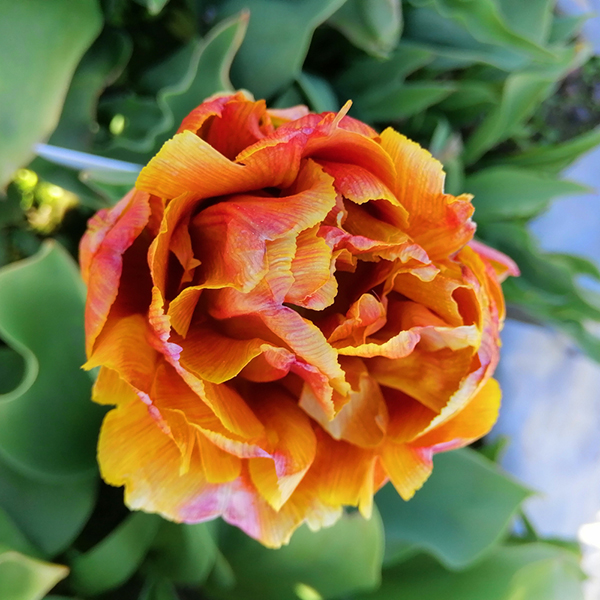 Tulip 'Brownie' image