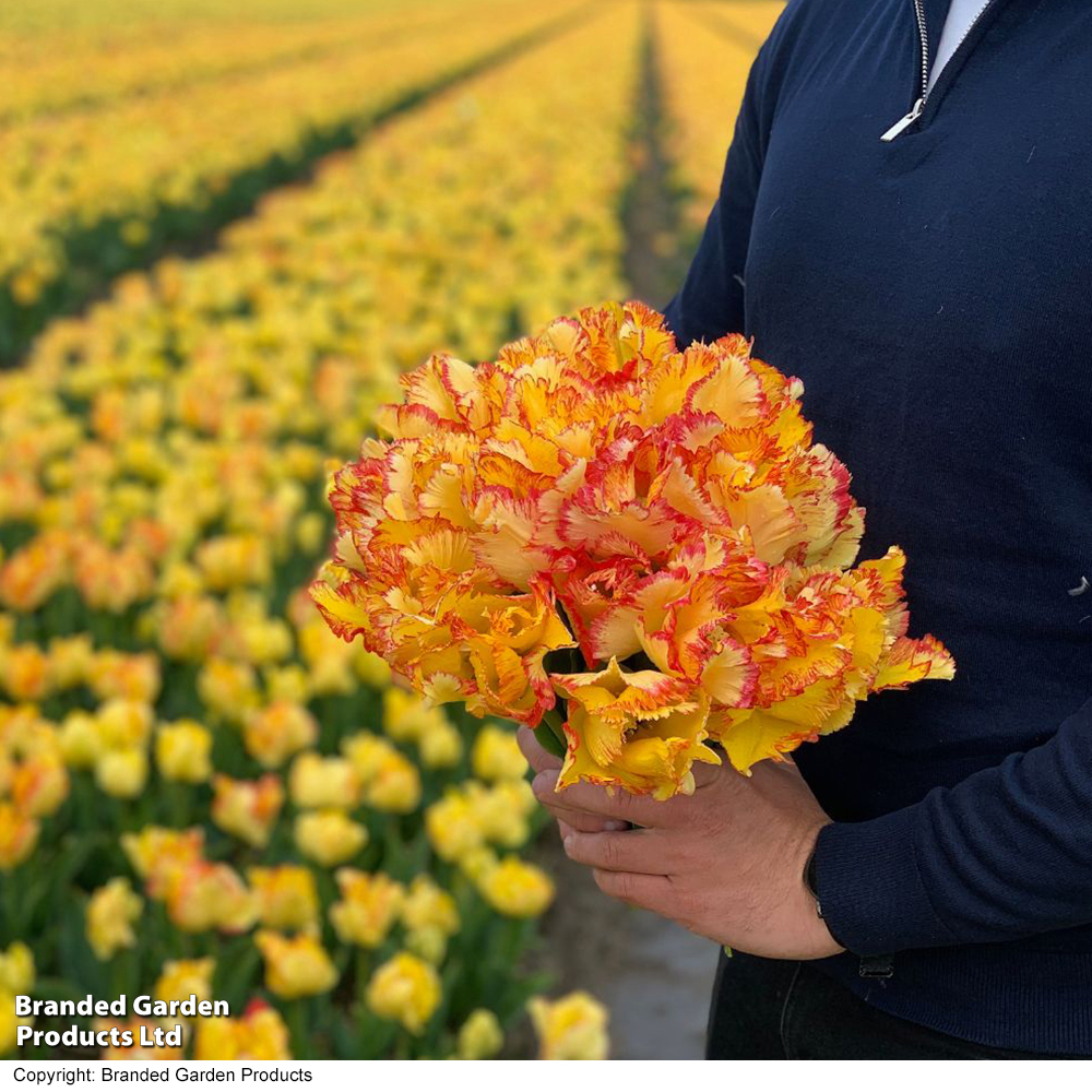 Tulip 'Caribbean Parrot' image