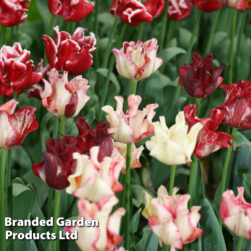 Tulip 'Coronet Mix' image