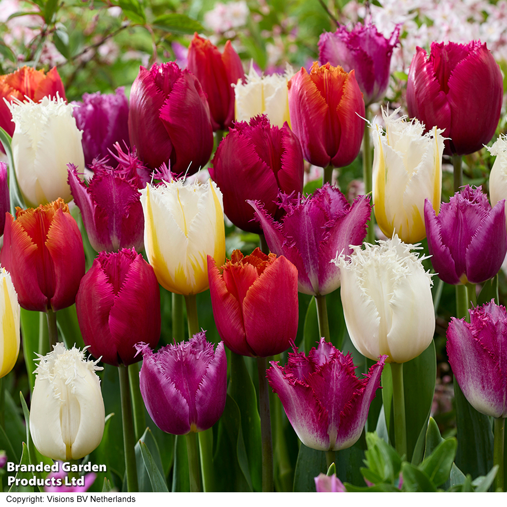 Tulip 'Crispa Mix' image