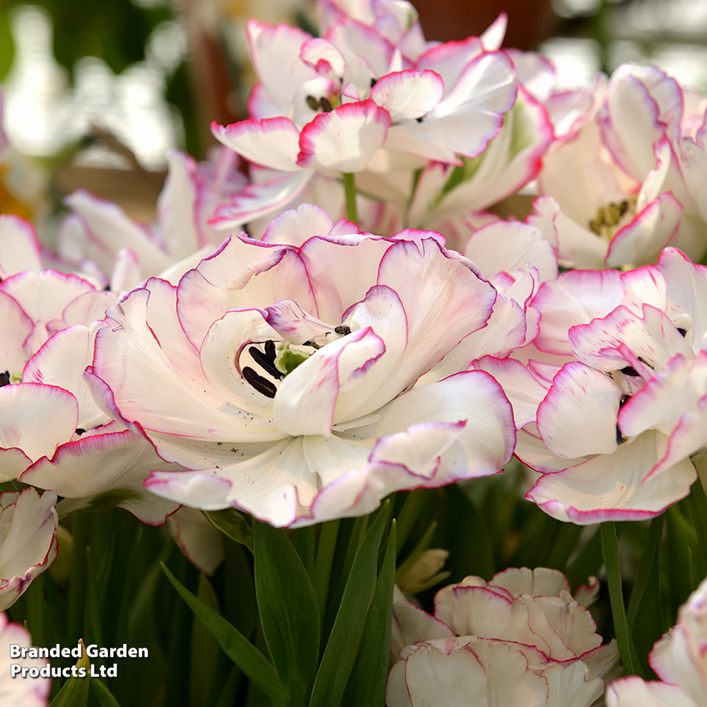 Tulip 'Danceline' image