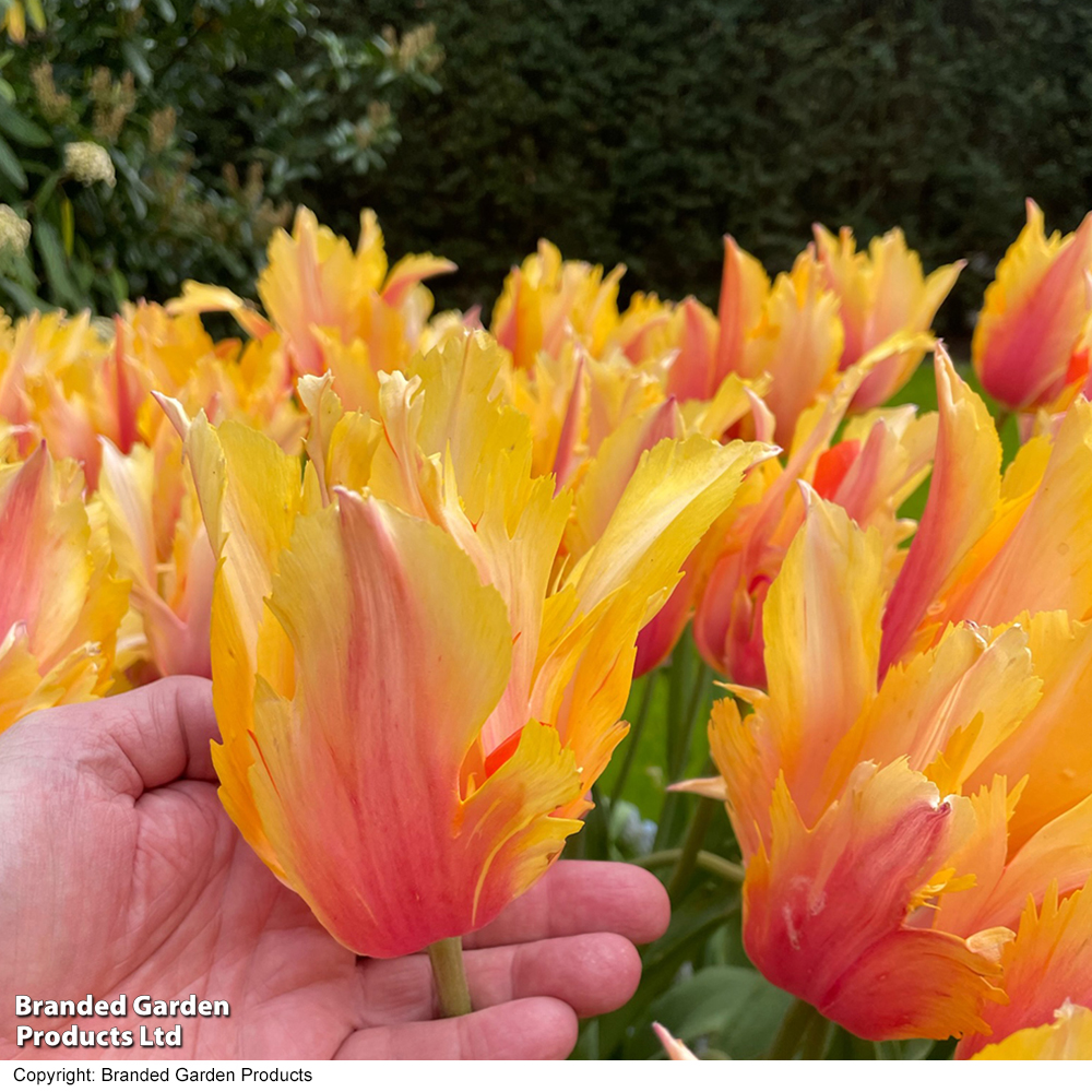 Tulip 'Flaming Memory' image