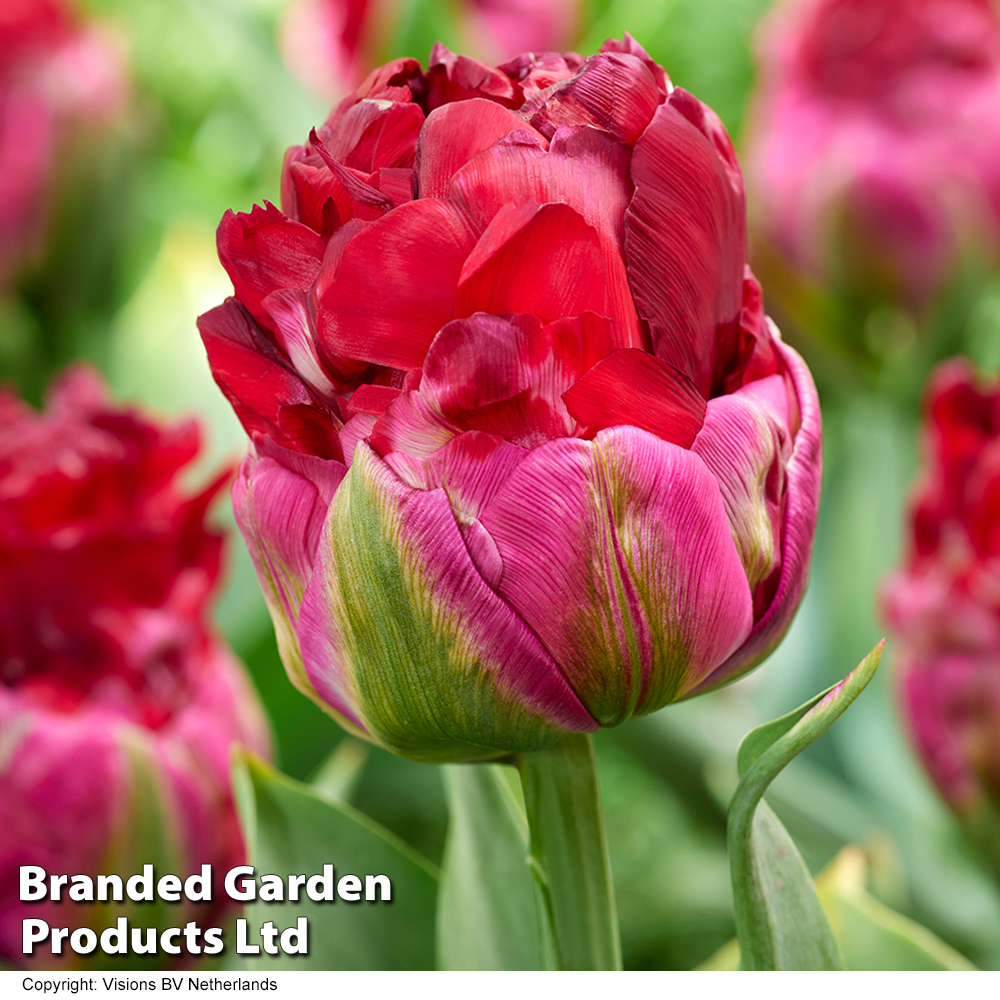 Tulip 'Ice Cream Cranberry' image