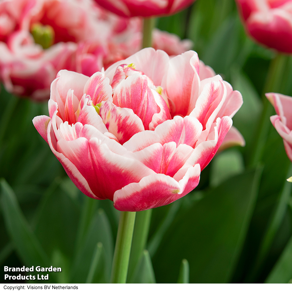 Tulip 'Lets Dance' image