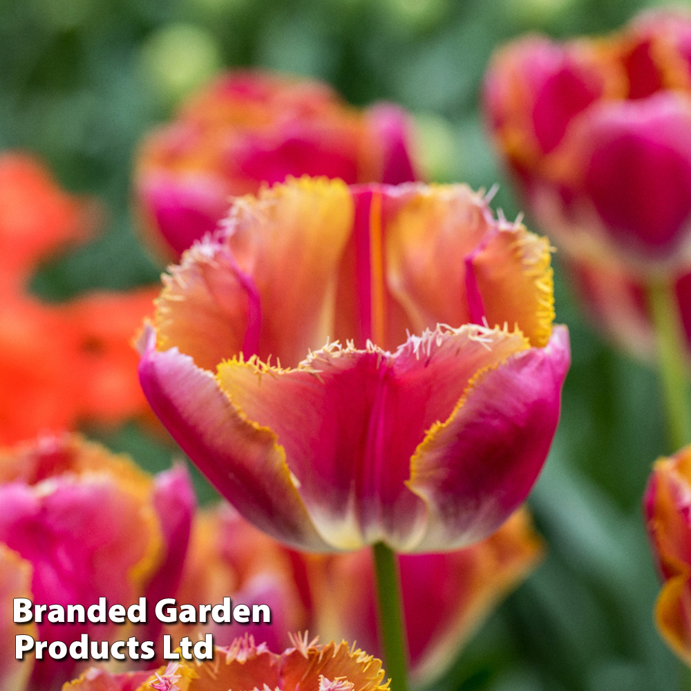 Tulip 'Miami Sunset' image