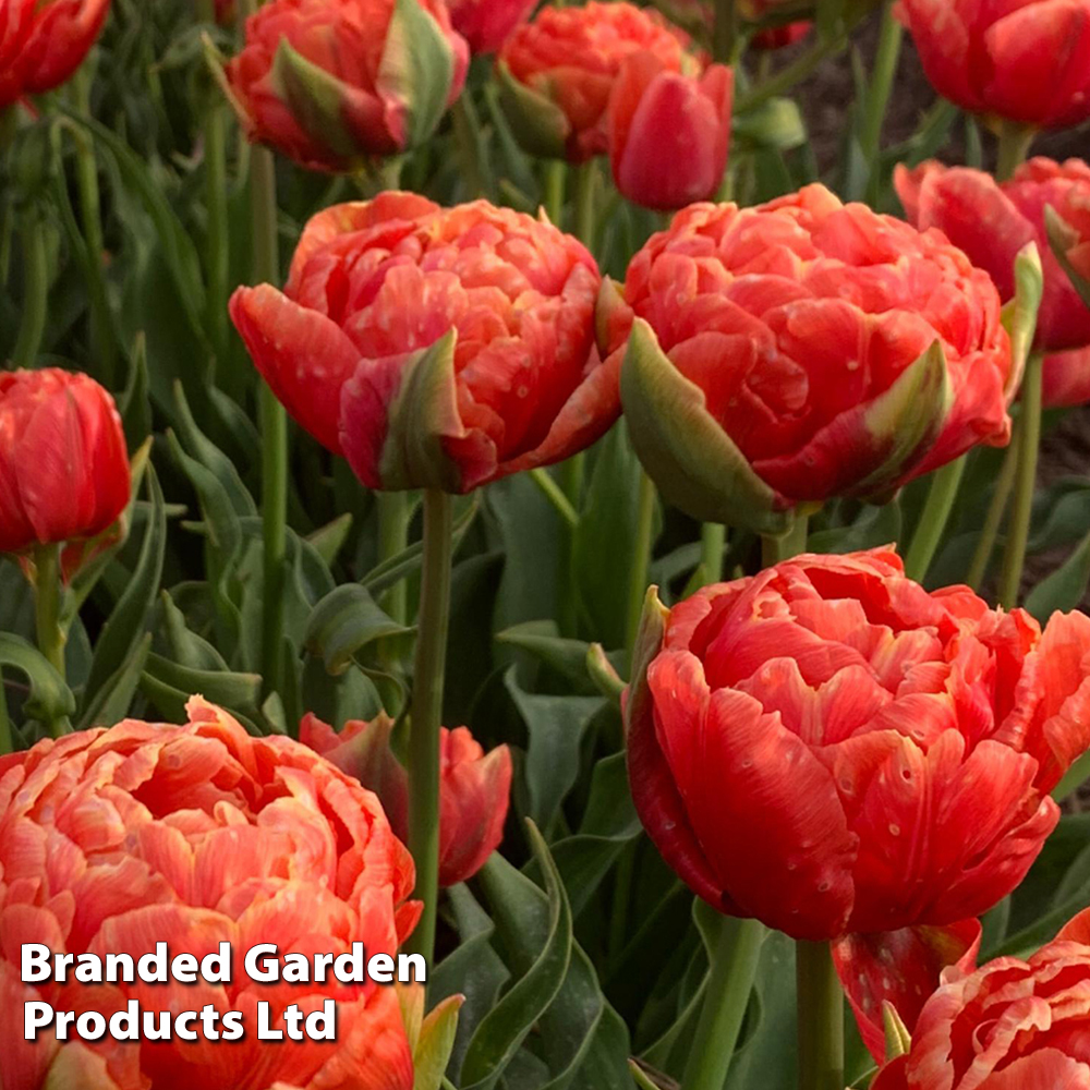 Tulip 'Orange Flavour' image