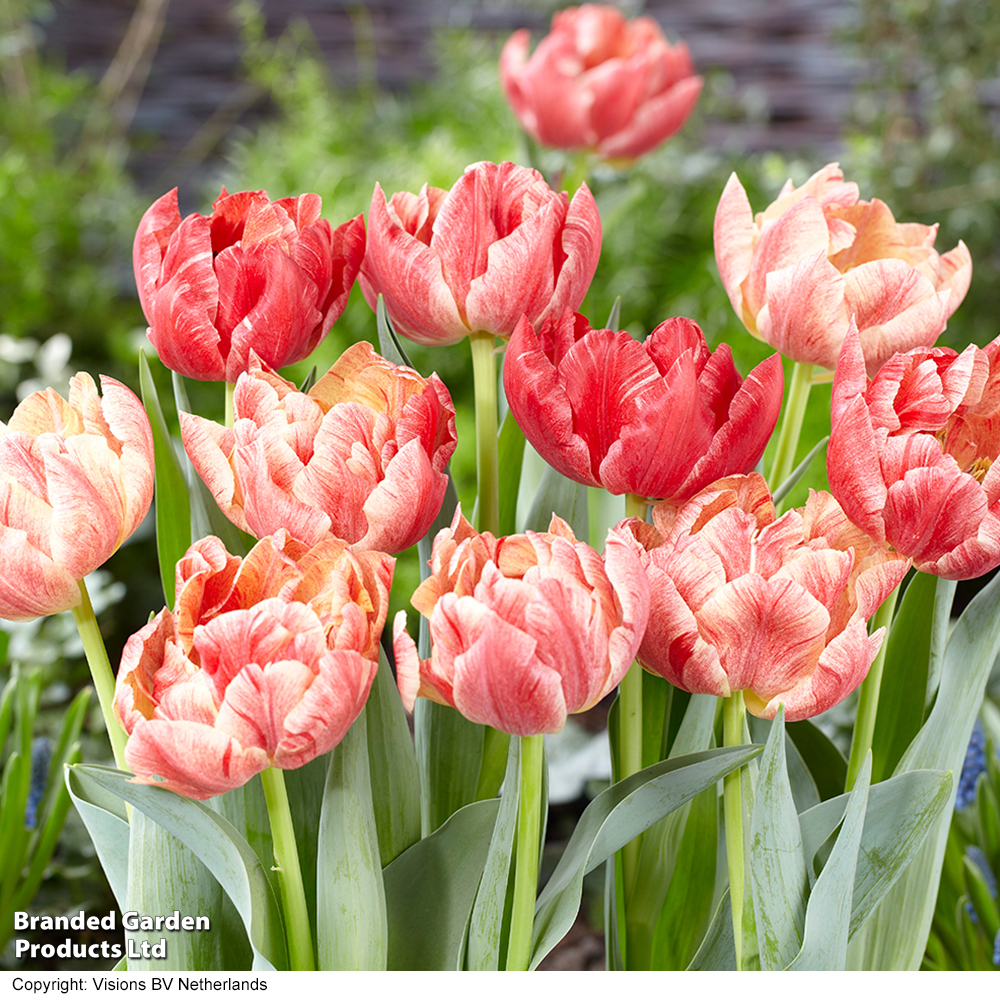 Tulip 'Peptalk' image