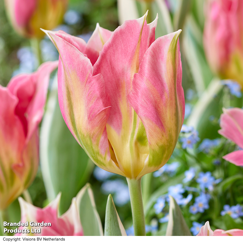 Tulip 'Pink Artist' image