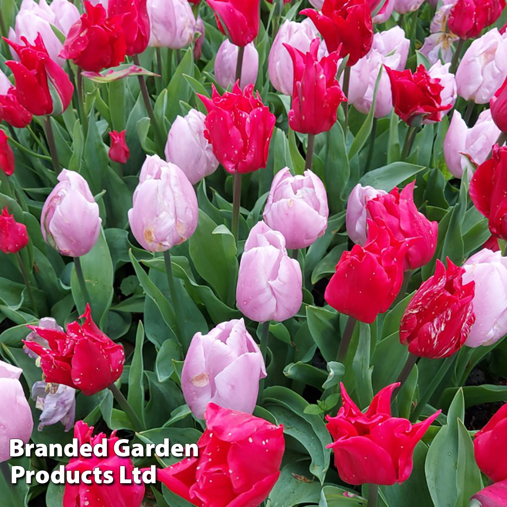 Tulip 'Prince Mix' image