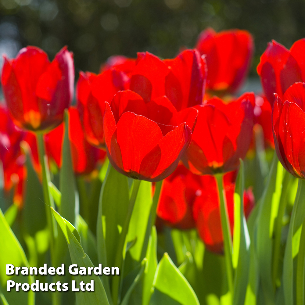 Tulip 'Red Impression' image